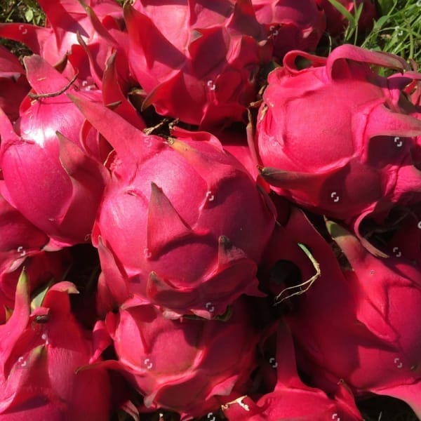 Taiwan Jumbo Dragon Fruit Plant (100 Rooted Plants)