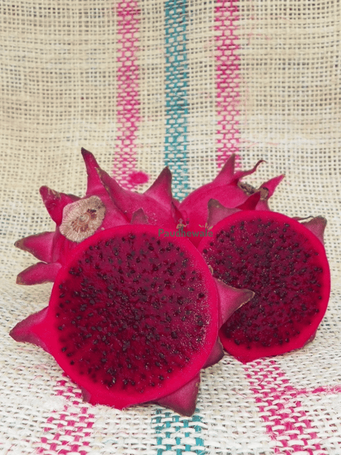 Orejona Red Flesh Dragon Fruit Plant Grafted