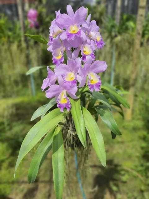 Cattlianthe Hawaiian Blue Sky - Seedling Size Orchid Plant