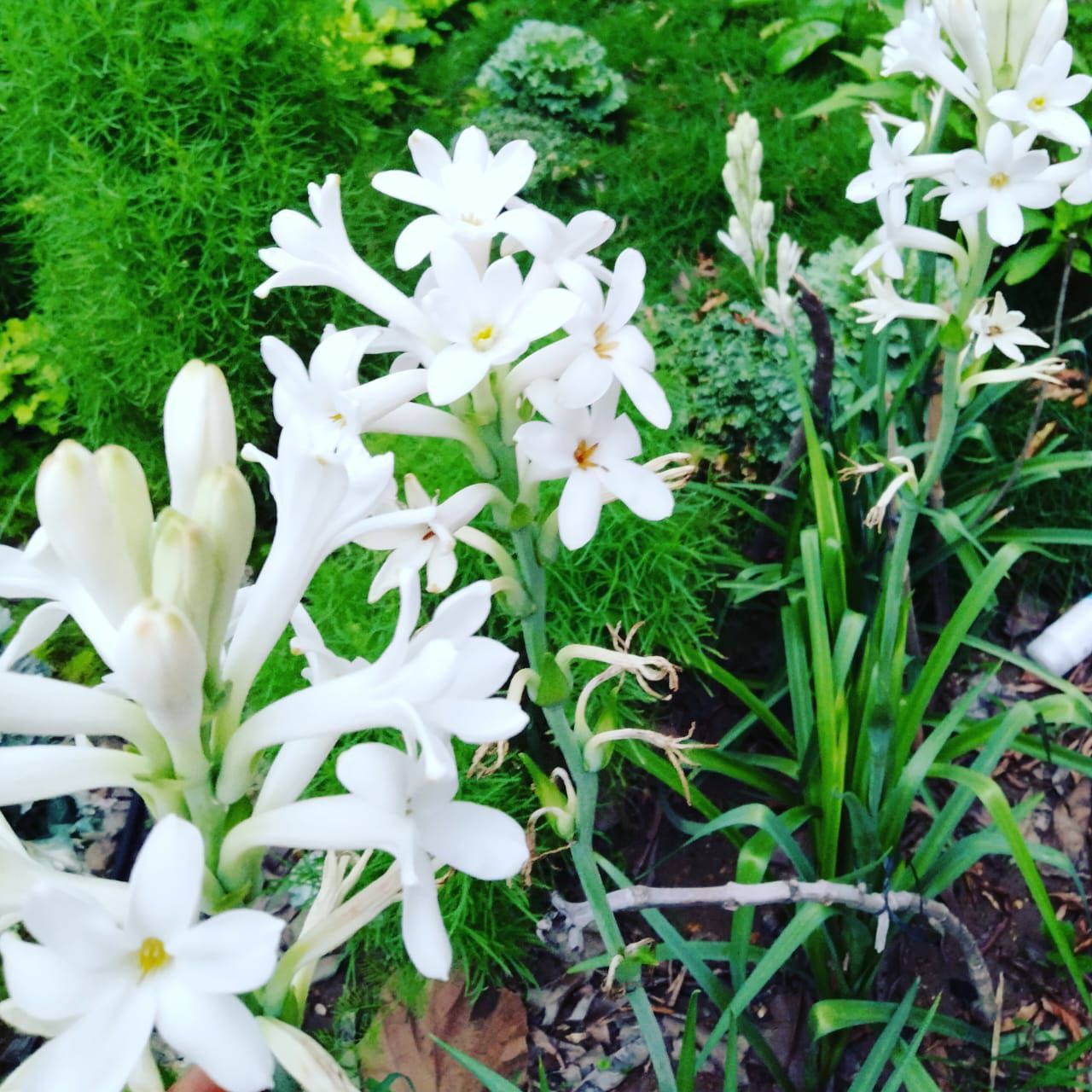 25 Bulb Tuberose (Rajnigandha)