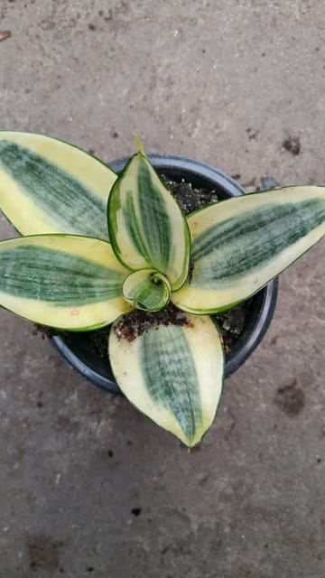 Snake Plant Dwarf Variety Combo  (Pack of 3)