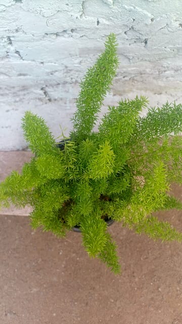 Asparagus Densiflorus Plant | Sprenger’s Fern