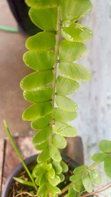 Butterfly Fern Plant | Decorative Indoor Fern