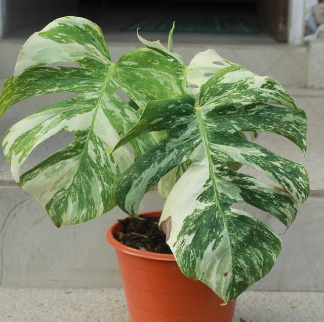 Monstera Deliciosa Albo  Variegated Plant