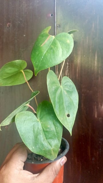 Anthurium Plant – Combo Pack of 4