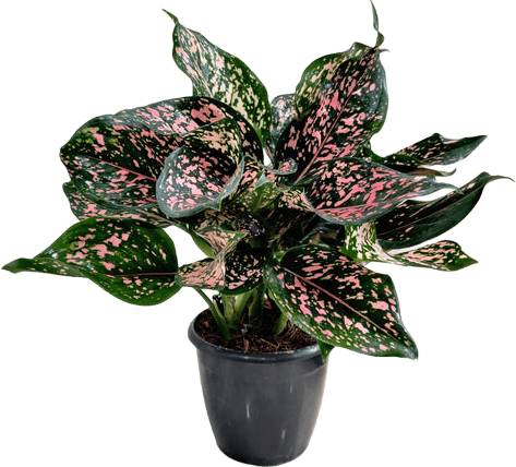Aglaonema Thai Variety – PINK DALMATIAN Indoor Plant