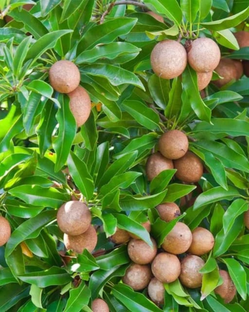Cricket Ball Chiku Plant Fruit Plant Grafted (Height 1– 1.5 Feet)