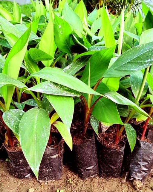 Red Banana Plant Fruit Plant Grafted (Height 1 Feet)