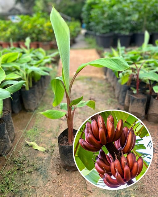 Red Banana Plant Fruit Plant Grafted (Height 1 Feet)