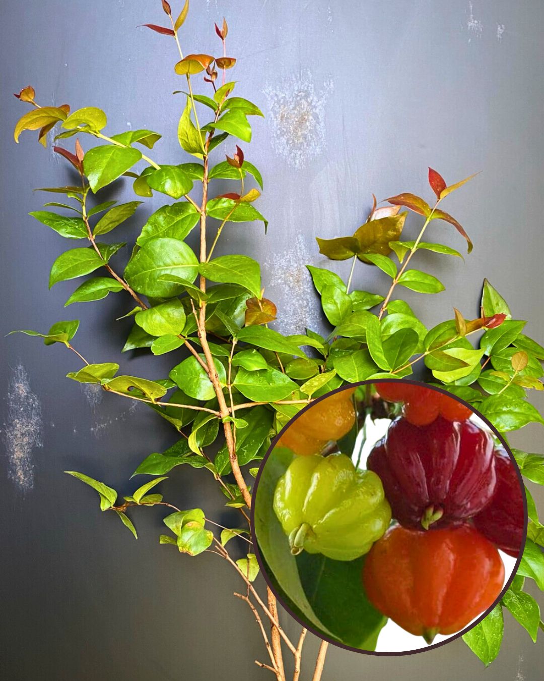 Red Surinam Cherry Plant Fruit Plant Grafted (Height 1 Feet)