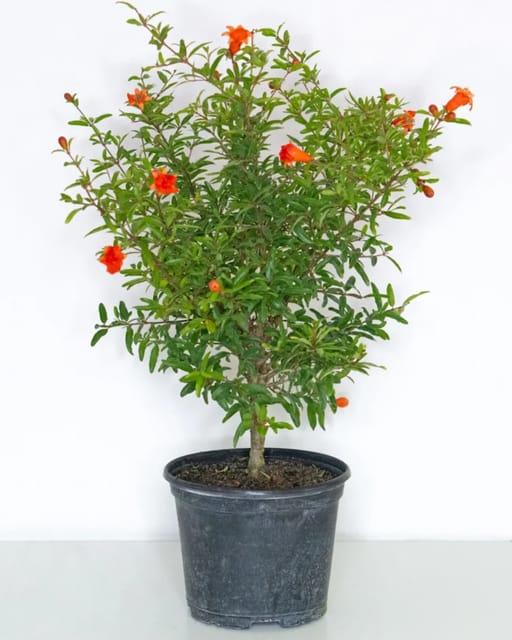 Ganesh Pomegranate Plant Fruit Plant Grafted (Height 1 Feet)