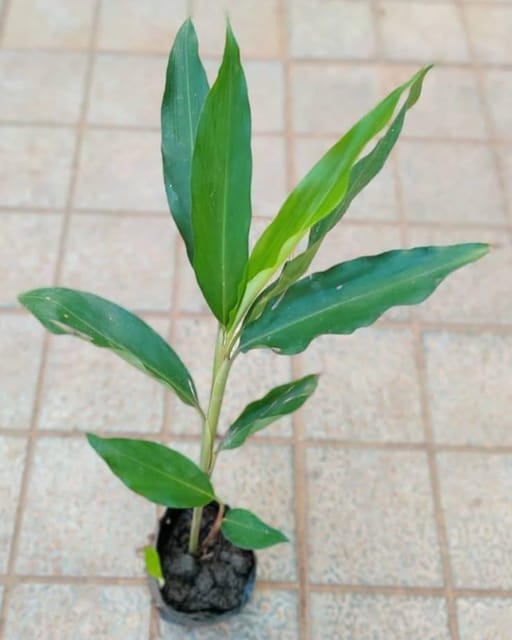 Elaichi (Cardamom) Plant Fruit Plant Grafted (Height 1 Feet)