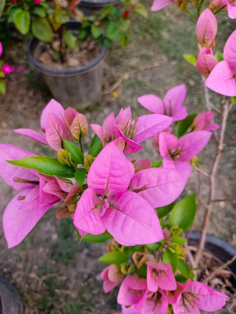 Premium Quality Bougainvillea Plant – Pack of 1