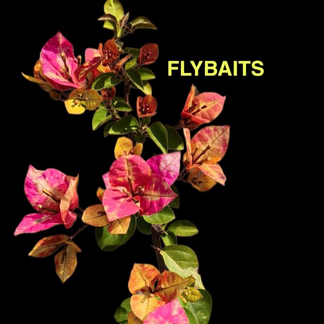 Bougainvillea FLYBAITS&nbsp;- Grafted Plant | Genuine ID With Tag | Flowering Stage