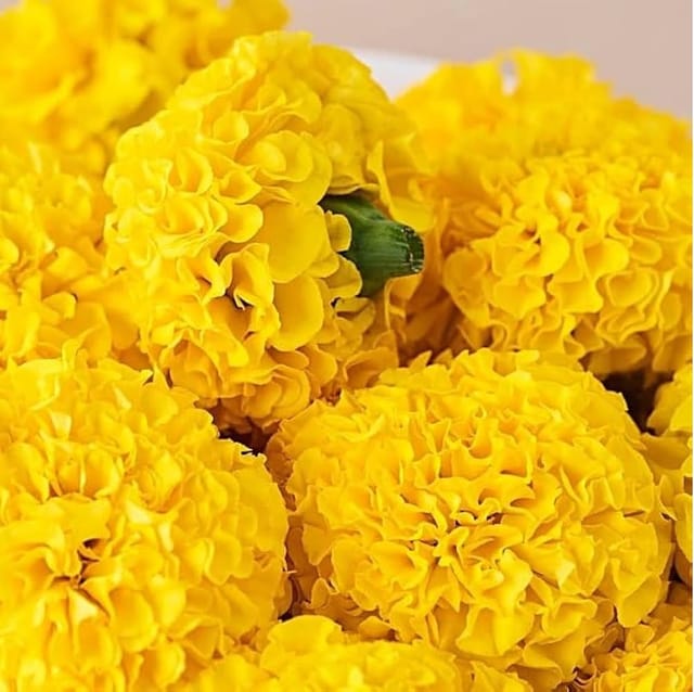 MARIGOLD GOLDSPOT  FLOWER SEEDS (PACK OF 20 SEEDS )
