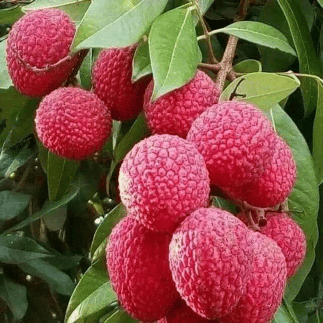China 3 Litchi Plant (Grafted) Fruit Plant Height 1.5 Feet
