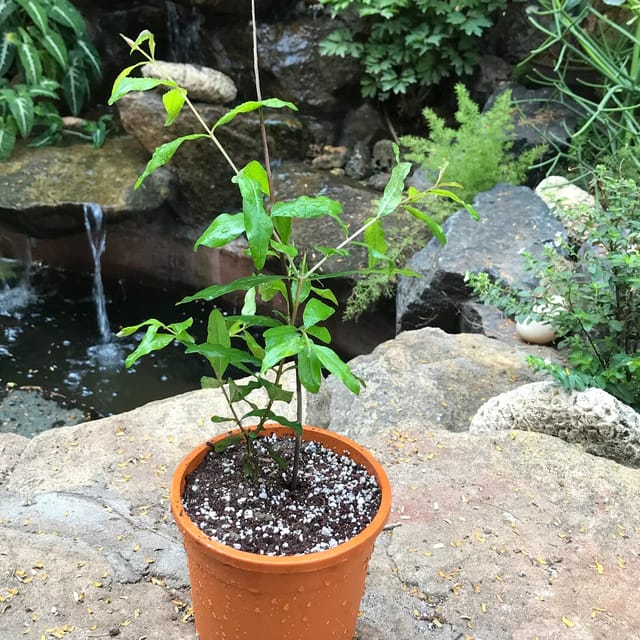 Bhagwa Pomegranate Plant (Grafted) Fruit Plant Height 1.5 Feet