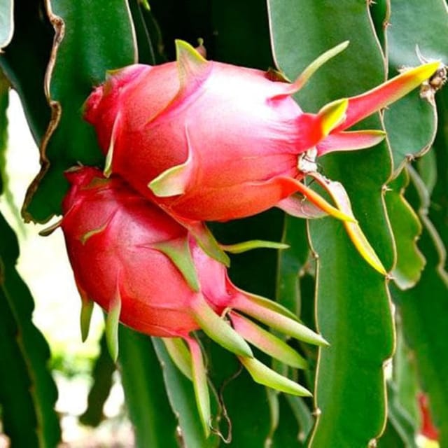Dragon Fruit Plant - Grafted Height 8 Inch