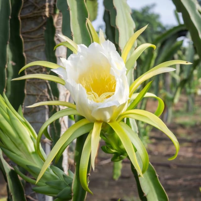 Dragon Fruit Plant - Grafted Height 8 Inch