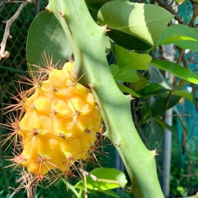 Thai Yellow Dragon Fruit Plant - Plant Height 8 Inch