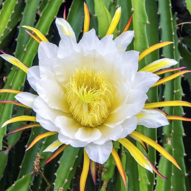 Thai Yellow Dragon Fruit Plant - Plant Height 8 Inch