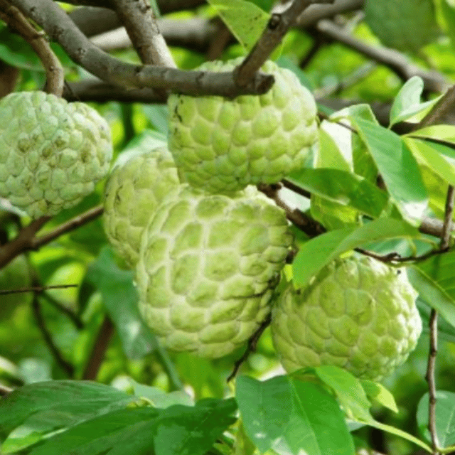 Golden Custard Apple Plant (Grafted) Fruit Plant Height 1.5 Feet