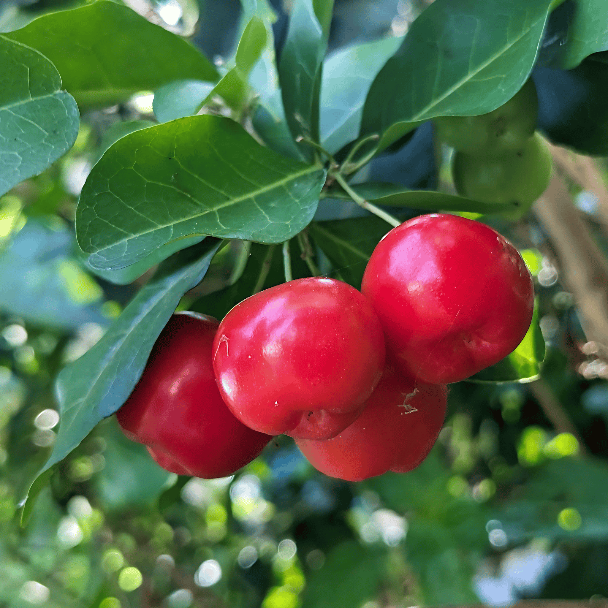 Barbados Cherry Plant (Grafted) Fruit Plant Height 1.5 Feet