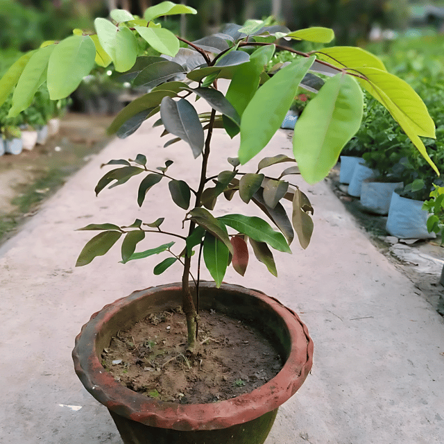Ruby Longan Plant (Grafted) Fruit Plant Height 2 Feet