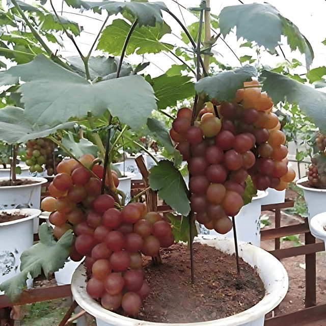 Red Flame Seedless Grapes Plant (Grafted) Fruit Plant Height 1.5 - 3 Feet