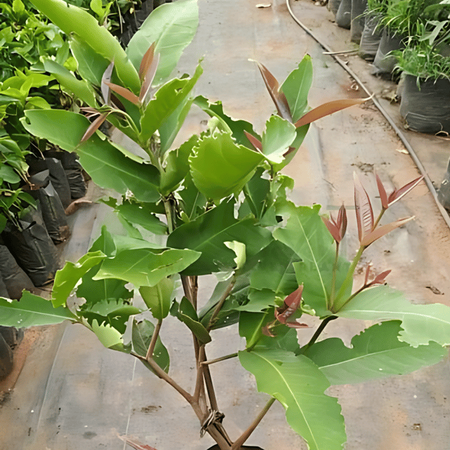 Indian White Water Apple Plant (Grafted) Fruit Plant Height 1 Feet