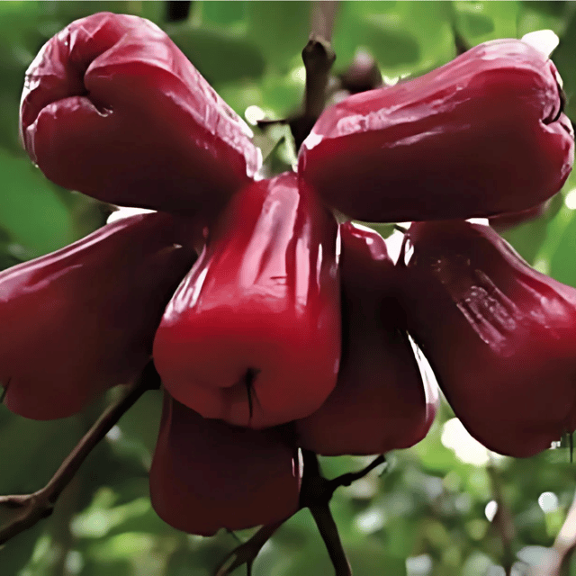 Bali Chamba Water Apple Plant (Grafted) Fruit Plant Height 1 Feet - 2 Feet
