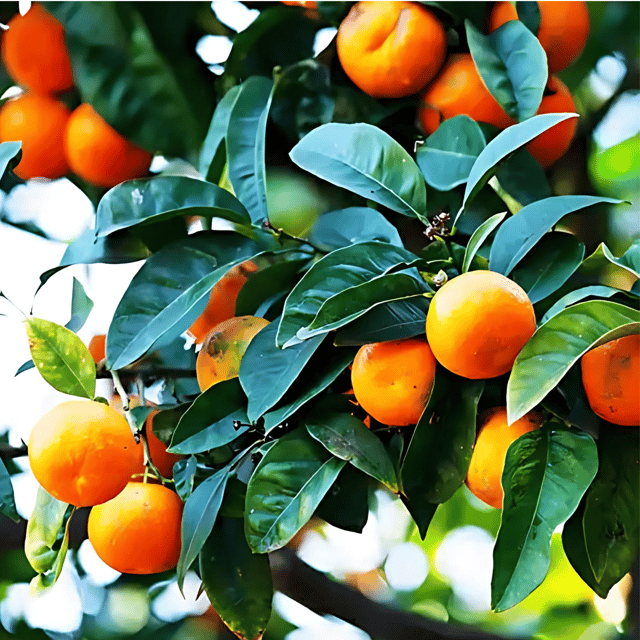 Mandarin Orange Plant (Grafted) Fruit Plant Height 1 Feet - 1.5 Feet