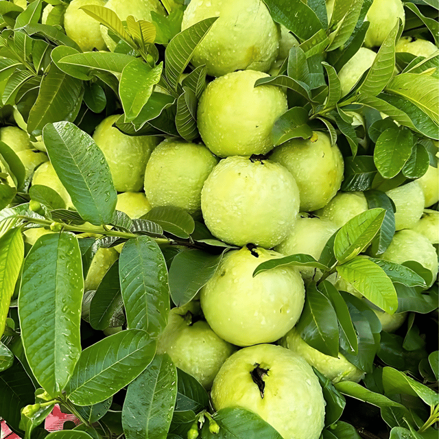 Thai 7 Guava Plant (Grafted) Fruit Plant Height 1.5 Feet
