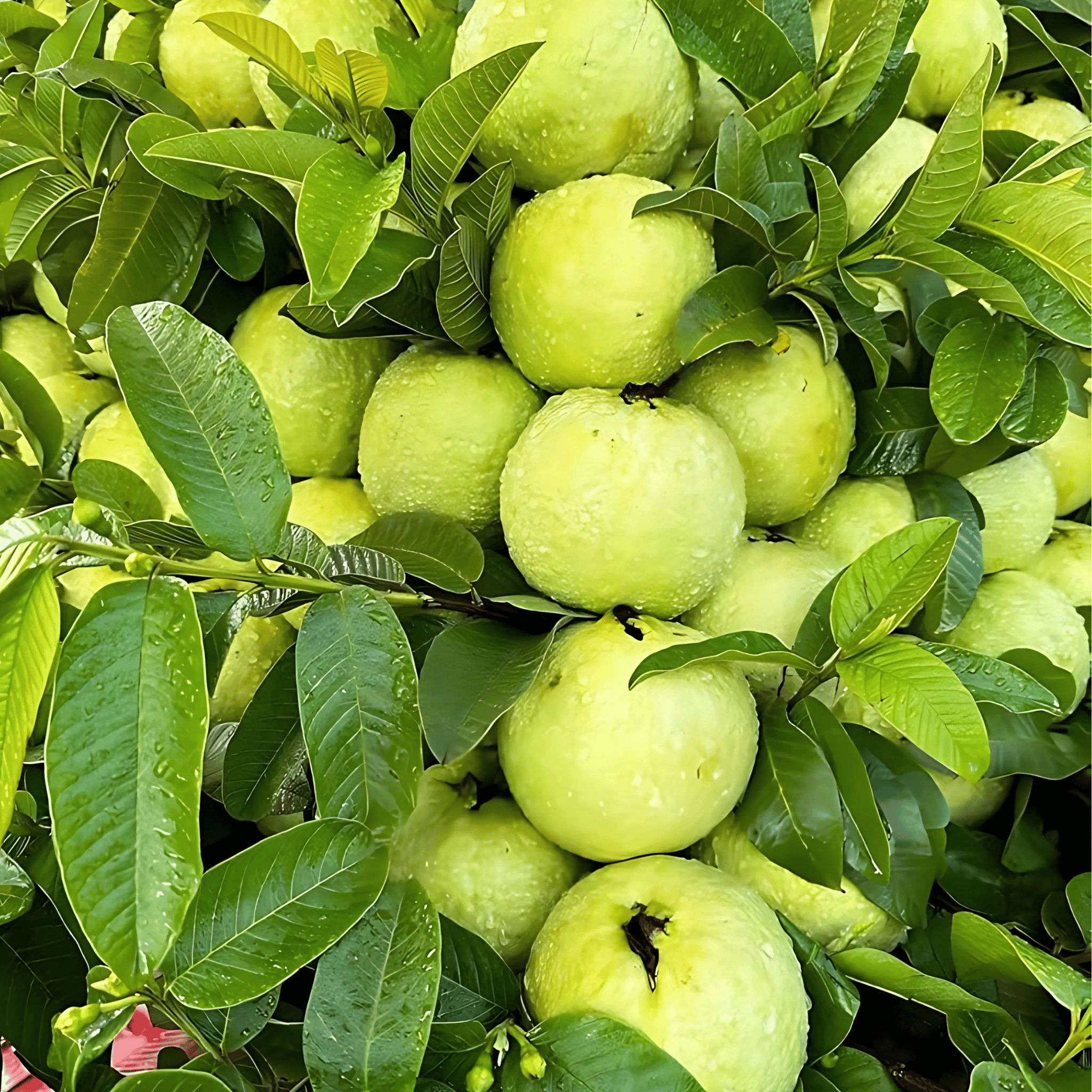 Thai 7 Guava Plant (Grafted) Fruit Plant Height 1.5 Feet