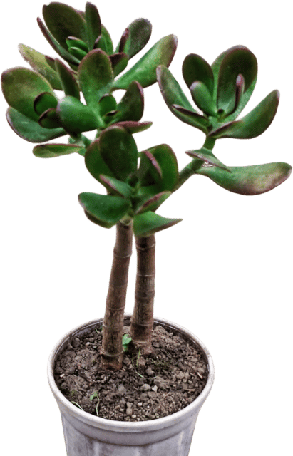 Crassula Octave Succulent Plant - Rare Variety | Compact Rosette | Low Maintenance Indoor Plant | (Pack of 1)