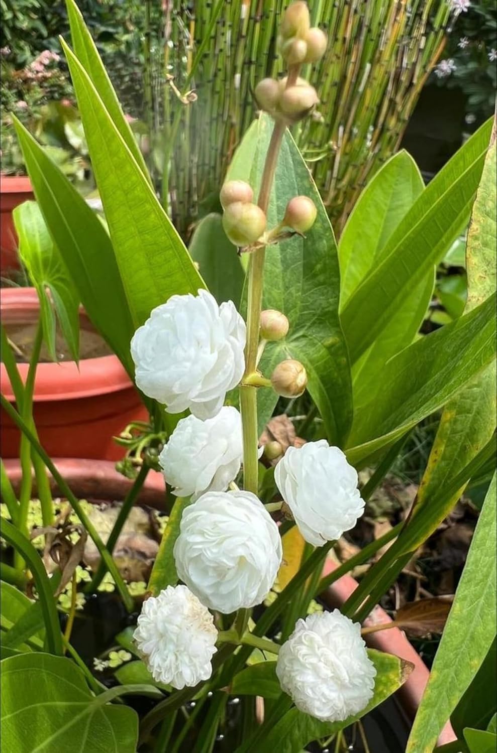 White Water Rose Plant Flower Plant Grafted (Height 1-1.5 Feet)