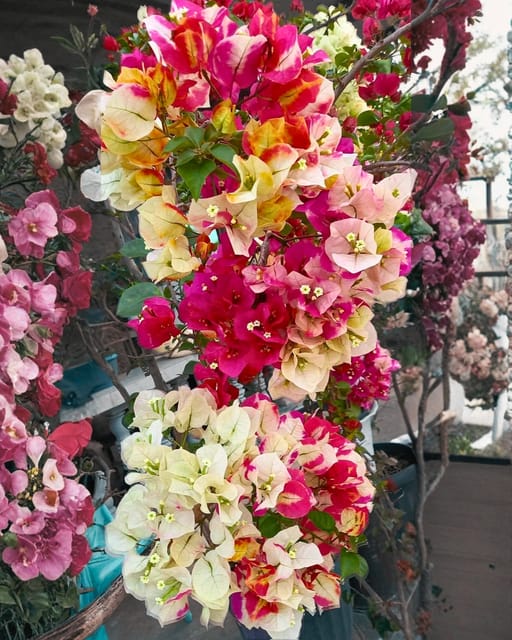 Lady Zyra Bougainvillea Plant Flower Plant Grafted (Height 1-1.5 Feet)