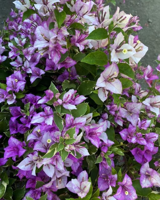 Tri-Colour Green Leaf Bougainvillea Plant Flower Plant Grafted (Height 1-1.5 Feet)