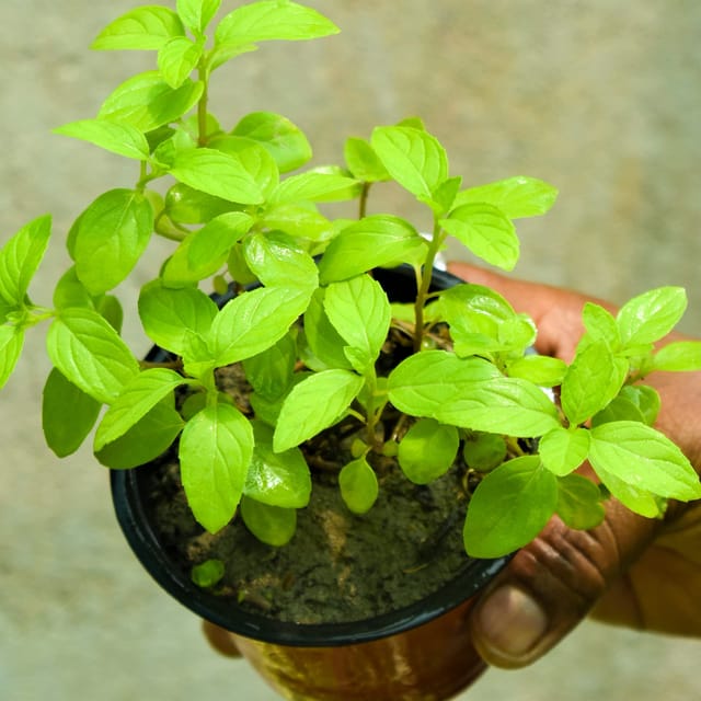 Tulsi Plant for Home Flower Plant Grafted (Height 1-2.5 Feet)