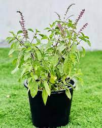 Tulsi Plant for Home Flower Plant Grafted (Height 1-2.5 Feet)