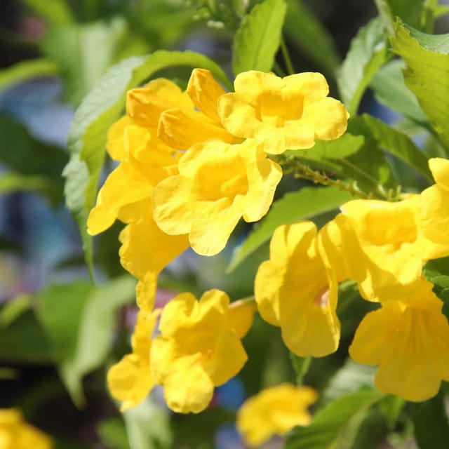 Tecoma (Yellow Bell) Plant Flower Plant Grafted (Height 1-1.5 Feet)