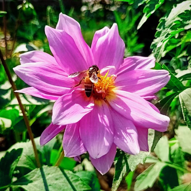 Dahlia Beauty Mix – Flower Seeds (50+ seeds)
