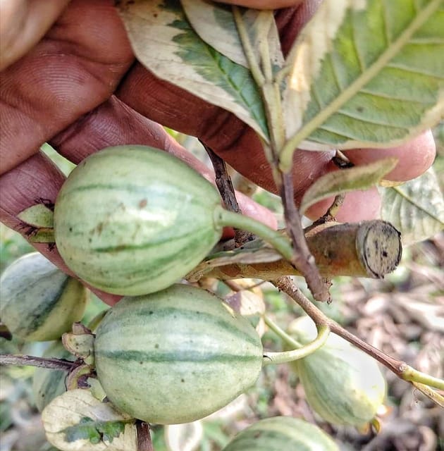 Variegated Guava Fruit Plant & Tree (Grafted)