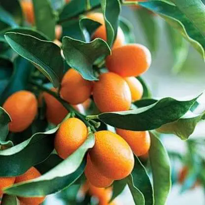 Sweet Lemon Fruit Plant & Tree (Grafted)