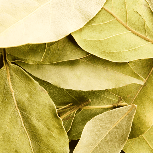 Tej Patta/Tamalpatra/Indian Bay Leaf Plant