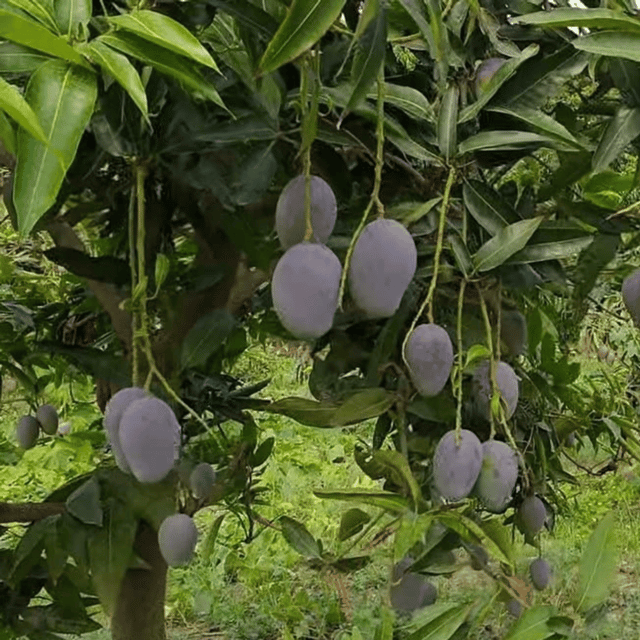 Rare Ambika Mango/Aam fruit Plant/Tree (Grafted)