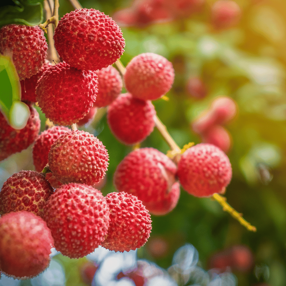 Chaina 3 Litchi Fruit Plant & Tree (Grafted)