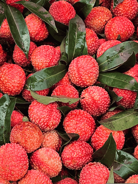 Bombai Litchi Lychee Fruit Plant & Tree (Grafted)