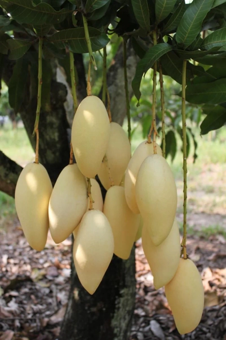 Nam Doc Mai Mango Plants (Grafted)