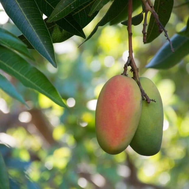 Gulab khas Mango Fruit Plant/Tree (Grafted)